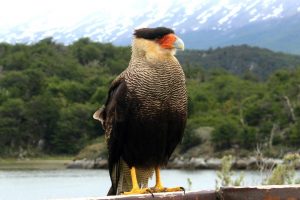 A Southern crested caracara of the Falconidae family - large and fearless