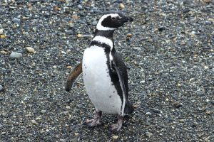 Cute - a Magellanic Penguin